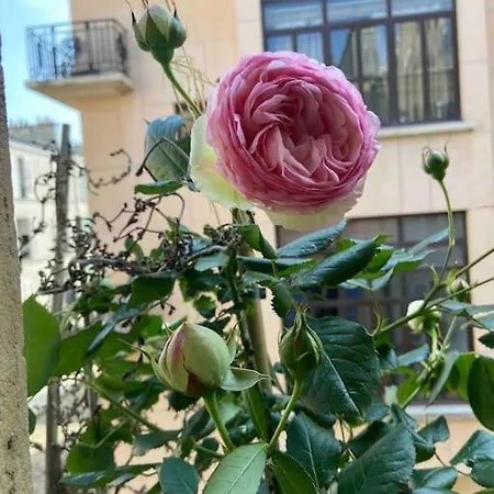 Cosy Montparnasse Boudoir Near Luxembourg Gardens Appartamento *