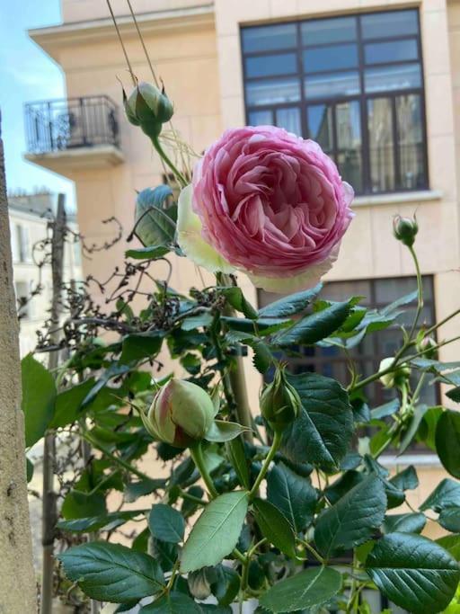 Cosy Montparnasse Boudoir Near Luxembourg Gardens Appartamento *